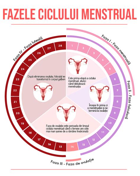 faza foliculara|Etapele Ciclului Menstrual